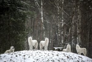 wolven huilen op berg voor bomen