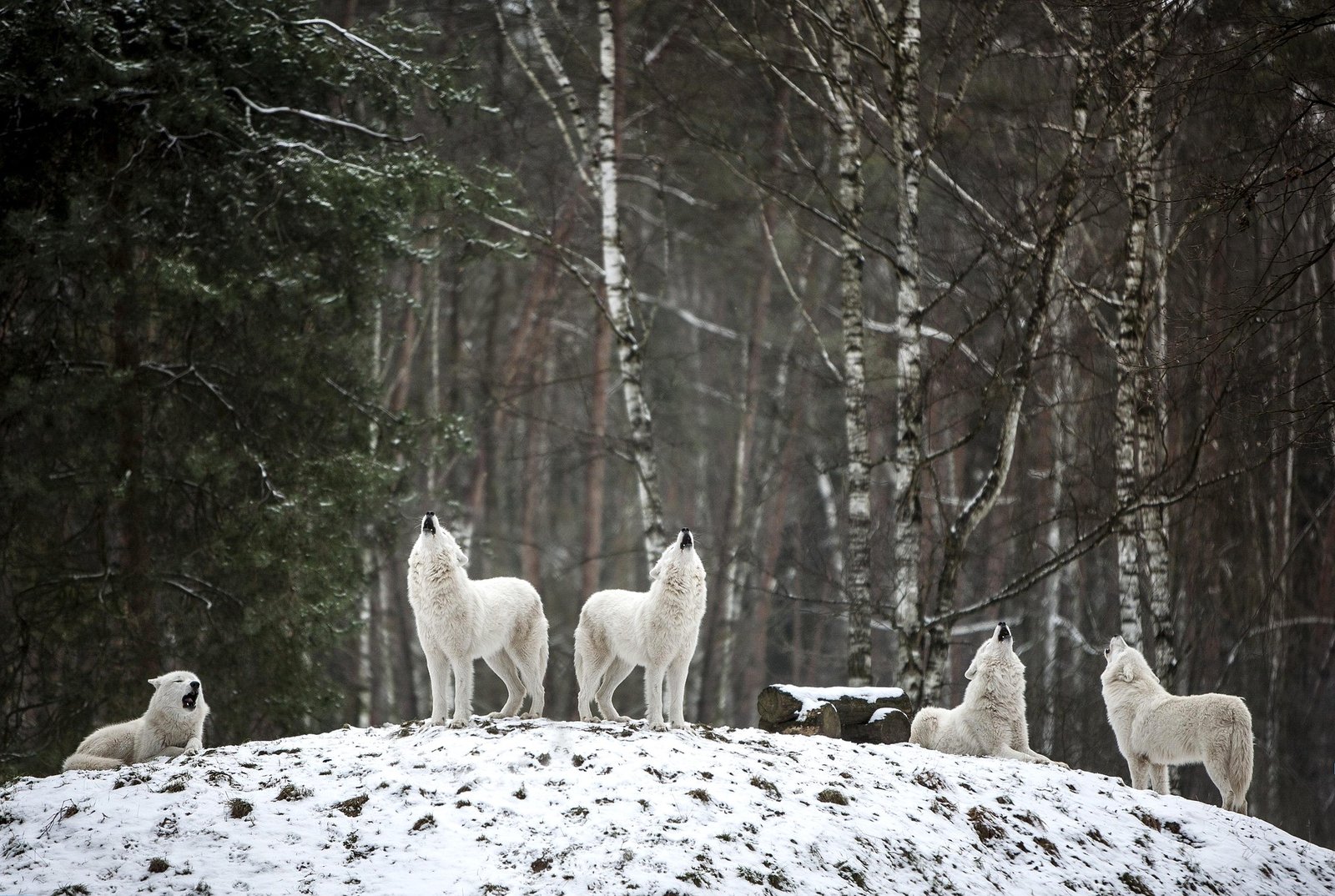 wolves crying on mountain in front of trees